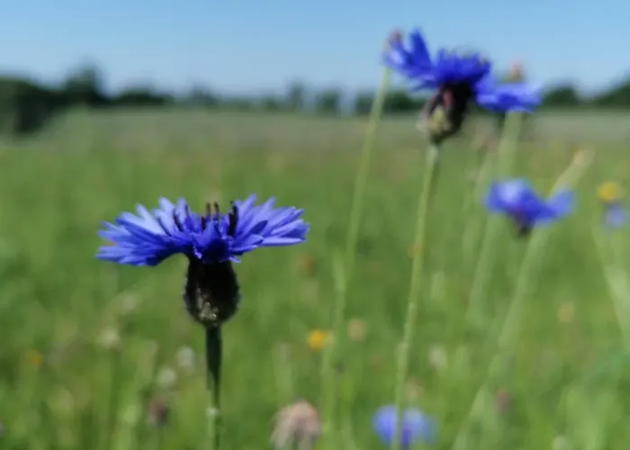 Le Temps Serene Ferienhaus Vabre-Tizac